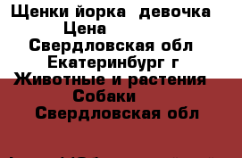 Щенки йорка (девочка) › Цена ­ 35 000 - Свердловская обл., Екатеринбург г. Животные и растения » Собаки   . Свердловская обл.